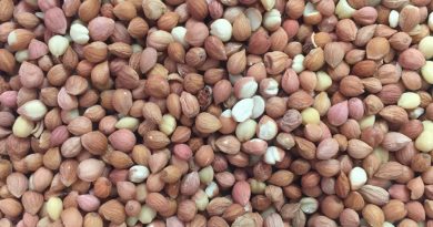 Vişne iç çekirdeği etlik piliçlerin yemden yararlanma oranını iyileştirebilir!