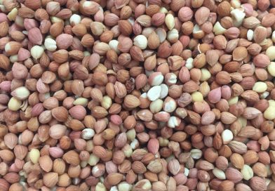 Vişne iç çekirdeği etlik piliçlerin yemden yararlanma oranını iyileştirebilir!